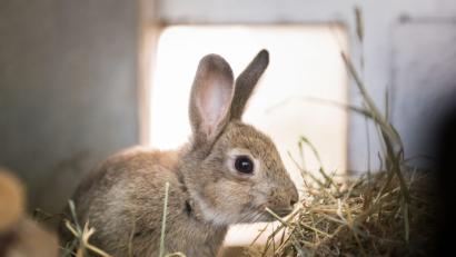 Bild: Alexander Heinl/dpa
In Vilseck hat jemand drei Hasen aus einem Stall gestohlen.