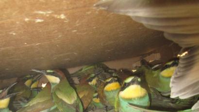 Bild: Grenzpolizei Selb
Der Wert eines Bienenfressers liegt bei rund 500 bis 700 Euro.