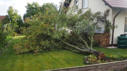 Bild: gz
Die Esche konnte dem starken Wind keinen Widerstand mehr leisten und knickte um.