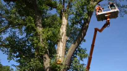 Bild: dob
Der rund 150 Jahre alte Eichenbaum auf dem städtischen Friedhof ist nicht mehr zu retten. Sturm "Fabienne" versetzte ihm den Todesstoß. Mit Hilfe einer Hebebühne setzen die städtischen Bauhofmitarbeiter hoch oben im Wipfel die Säge an.