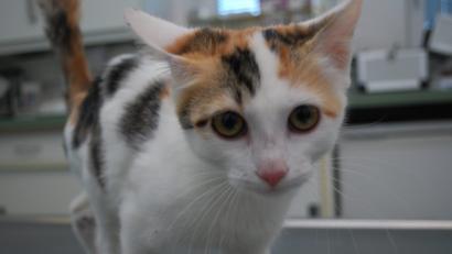 Bild: tss
Diese vier Monate alte Katze ist nach einem Horrorunfall, bei dem sie sich schwer verletzt hat, wieder wohlauf. Der Moosbacher Tierarzt Dr. Hubert Reindl hat ihr das Leben gerettet.