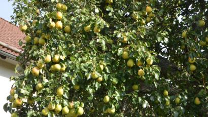 Bild: dob
Es ist ein richtiger Schatz, der alte Birnbaum von Klara Guber im Imkerweg, der sich heuer nur so vor reifen Früchten biegt. Die reifen Birnen sind einfach zum Anbeißen lecker.