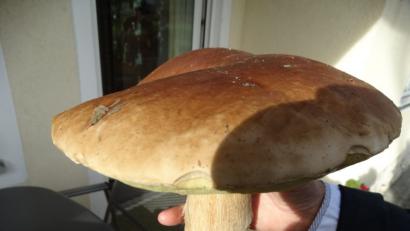 Bild: ct
Prächtig, prächtig, dieser Steinpilz.