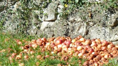 Bild: Portner
Viele Gartenbesitzer wissen nicht mehr wohin mit dem Fallobst.