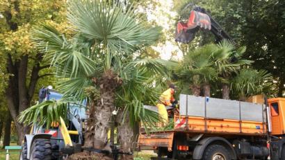 Bild: upl
Der städtische Betriebshof transportierte am Dienstag die Palmen aus dem Englischen Garten ab.