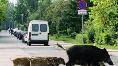 Bild: Steffen Rasche dpa/lno
Eine Wildschweinrotte läuft über eine Straße in Senftenberg (Oberspree-Lausitz).