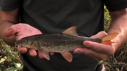 Bild: oe
Die Barbe gehört zur Familie der Karpfenfische.
Sie wird zwischen 30 und 70 cm groß. Sie ist
Leitfisch der Barbenregion – also unserer Vils.