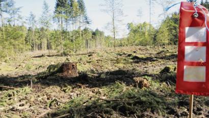 Bild: ge
Diese Säckchen sollen Wildschweine davon abhalten, die Saat aufzufressen.