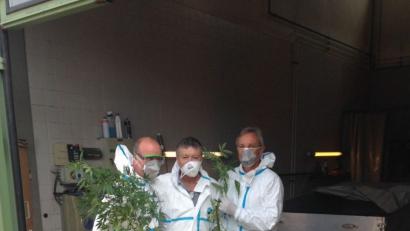Bild: Kriminalpolizei Weiden
Man nennt sie auch die „Erntehelfer“: die Kommissare des K 4. Im Bild sind Marihuana-Pflanzen zu sehen, sichergestellt auf einer illegalen Plantage. Die Blätter werden im Keller der Polizei getrocknet und ans Landeskriminalamt geschickt, um den Wirkstoffgehalt zu bestimmen. 2011 flog in Flossenbürg eine Plantage auf, bei der 17 Kilogramm Cannabisprodukte sichergestellt wurden.