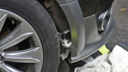 Bild: Feuerwehr München
Eine junge Katze klettert mit Hilfe der Feuerwehr aus dem Motorraum eines Autos.