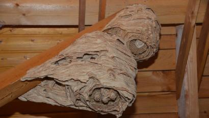 Bild: dob
Tierische Baumeister waren in diesem Sommer über bei Johann Schieder in Oberlind in der Scheune aktiv.