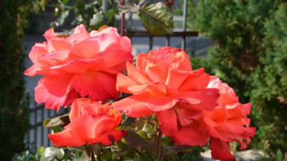 Bild: dob
Rosenduft liegt selbst im Oktober heuer noch in der Luft.