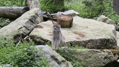 Bild: exb
Ein wunderschöner Ort in der Region ist der Wildpark Mehlmeisel.