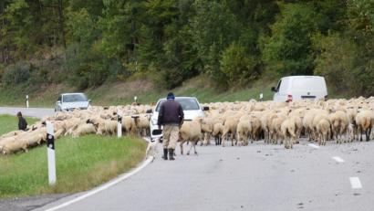 Bild: bö
Auf dem Weg ins Winterquartier müssen die Schafherden auch Straßen überqueren. Die Autofahrer nehmen's mit Geduld.