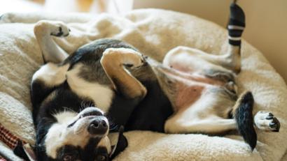 Bild: Nicolas Armer/dpa
Der Welthundetag wird am 10. Oktober gefeiert.