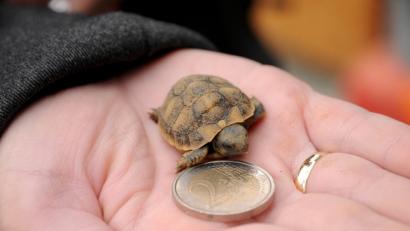 Bild: ge
Kaum so groß wie ein Zwei-Euro-Stück ist der (oder doch die) kleine Ötzi inzwischen. In vier Wochen geht es auch für die apulische Landschildkröte in die natürliche Winterstarre.