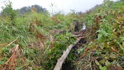 Bild: dob
Da hat der kleine Nager stattliche Spuren hinterlassen. Was den Naturschützer Stolz macht, treibt den Landwirt zum Wahnsinn.