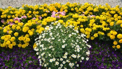 Bild: dob
Eine Stadt blüht auf. Die Bürger wissen dieses Engagement durch die Stadt überaus zu schätzen und danken es bei den Bürgerversammlungen auch öffentlich.