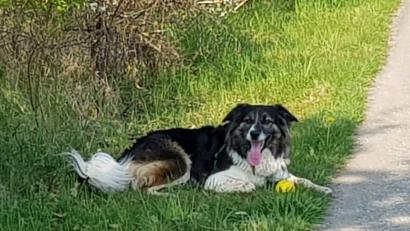 Bild: Birgit Conradi
Am 10. Oktober war Welthundetag. Das sind eure Lieblinge.