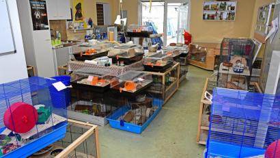 Bild: Petra Hartl
Käfig reiht sich an Käfig: Wo sonst die Helfer des Amberger Tierheims ihre Pausen machten, lebten nach der Kontrolle des Transporters Ratten und anderes Getier. Nun hat sich herausgestellt, nur Details waren an dem Tiertransport zu beanstanden.