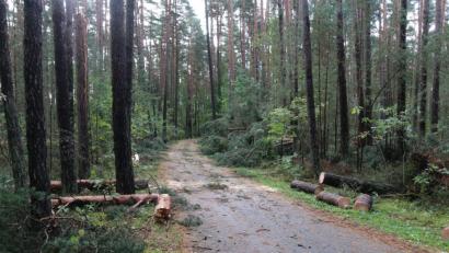 Bild: sne
„Fabienne“ tobte vor knapp zwei Wochen besonders in den Wäldern um Grafenwöhr. Alle Schäden sind noch nicht beseitigt, die Waldwege haben Arbeiter allerdings schon frei geräumt.