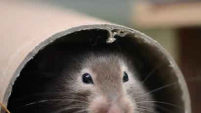 Bild: Caroline Seidel/dpa
Symbolbild.