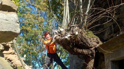 Bild: fjo
Josef Schmidt, besser bekannt als "Heinerluckn-Sepp", wagte sich mit seiner Motorsäge hoch hinaus ins Gemäuer der Kirchenruine.