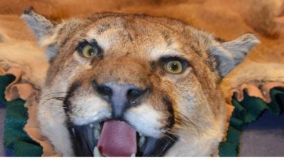 Bild: pzfm
Gestorben, um als Bettvorleger zu enden. Den Puma entdeckte das Zollamt in einem Paket aus den USA