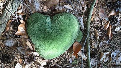 Bild: Marco Bamler
Ein Herz aus Moos