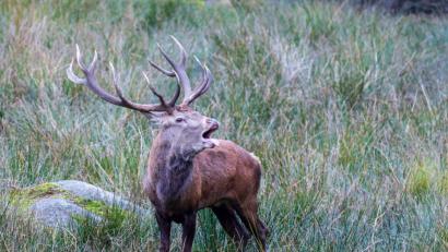 Bild: Regina Schreiber
Ein röhrender Hirsch im Steinwald.