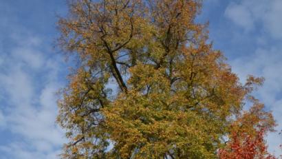 Bild: dob
Der alte Lindenbaum am Dorfkreuz in Oberlind ist ein Naturdenkmal und kann nciht einfach abgesägt werden. Die Untere Naturschutzbehörde wäre gefordert. Trotz mehrmaliger Aufforderungen rührt sich nichts, obwohl von dem Baum Gefahr ausgeht.