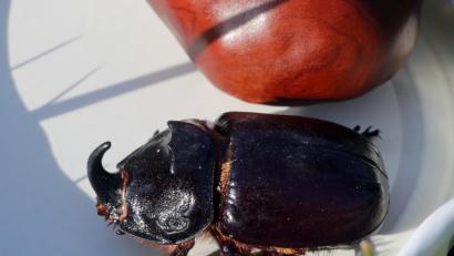 Bild: Wolfgang Steinbacher
Unverkennbar ein Nashornkäfer, zum Größenvergleich vor einer Kastanie.