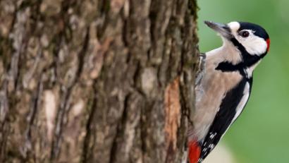 Bild: Sven Hoppe/dpa
Im Manteler Wald tackern Spechte munter vor sich hin.