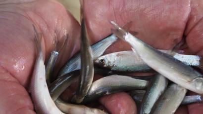 Bild: pop
Jungfische für die Vils – der Fischereiverein Schmidmühlen hat es sich zur Aufgabe gemacht, mit deren Einsatz regelmäßig einen wichtigen Beitrag zum Artenerhalt zu leisten.	Bild: pop