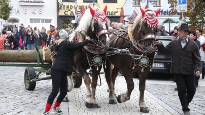 Bild: Hirsch
Kaltblutpferde zogen den Kirwabaum vom Marktplatz nach Fronberg. Sie waren eigens aus der Kötztinger Gegend herangeschafft worden.