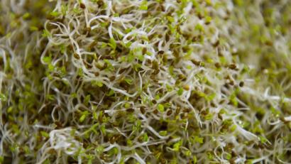 Bild: Tobias Kleinschmidt/dpa
Wegen der Gefahr blutiger Durchfallerkrankungen ruft die Wormser Firma Healthy Powerfood Sprossen etwa für Salate zurück.