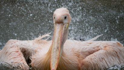 Bild: Daniel Reinhardt
Ein Rosapelikan planscht im Tierpark Hagenbeck in seinem Gehege. Foto: Daniel Reinhardt/Archiv
