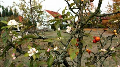 Bild: zer
Ungewöhnliche Erscheinung: Ein Apfelbaum, der zugleich Früchte und Blüten trägt.