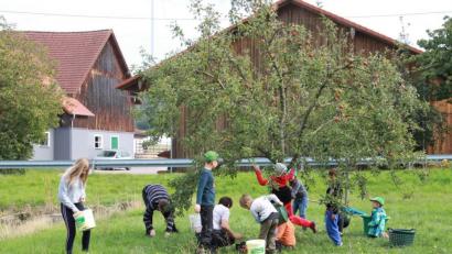 Bild: ema
Fleißig ernteten die Kinder Äpfel auf einer Streuobstwiese in Trefnitz.