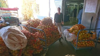 Bild: njn
Über eine Tonne Früchte bringt Rita Fenzl für den Kindergarten zur Obstpresse in Leuchtenberg. Gut 700 Liter Saft fährt sie anschließend in den Regenbogen-Kindergarten.