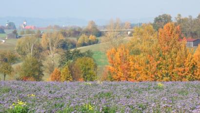 Bild: fjo
Der Herbst hält besondere Farben bereit. Ein Spaziergang rund um Vohenstrauß lohnt sich.