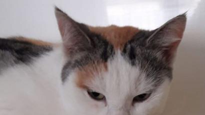 Bild: exb
Ein Unbekannter hat am Samstag bei Vilseck diese Katze aus einem fahrenden Auto geworfen. Das Tier wurde dabei so schwer verletzt, dass es inzwischen gestorben ist.