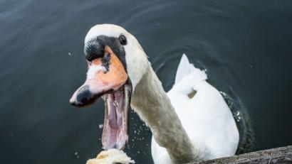 Bild: Frank Rumpenhorst/dpa
Symbolbild