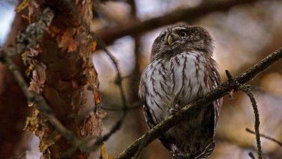 Bild: Alfred Voss
Der Sperlingskauz ist so klein wie ein Spatz. Dieses Exemplar hat Alfred Voss in Weiden fotografiert, "nicht weit von West IV entfernt", wie er verrät. Den genauen Standort, an dem seine Bilder entstanden sind, hält der Naturfotograf grundsätzlich geheim.