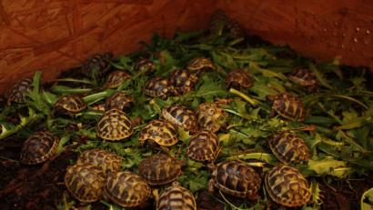 Bild: zer
Die weiteren im Brutapparat heuer gezogenen Schildkröten, die noch vor der Überwinterung mit Löwenzahnblättern, Breitwegerich und Klee gefüttert werden, ehe es in den Winterschlaf geht.