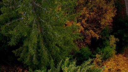 Bild: exb
Ein Arbeitsplatz in luftiger Höhe: Forstwirt Peter Buchbinder erklimmt bei der Ernte von Fichtenzapfen im Forstbetrieb Fichtelberg der Bayerischen Staatsforsten die höchsten Bäume.