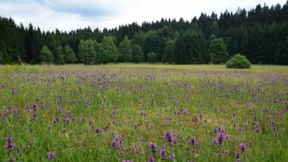 Bild: es
Weil es bei der Wahl zum schönsten Naturwunder Deutschlands 2018 auf jede Stimme ankommt, solllen möglichst viele die Flachmoorwiese Kainzbachtal (Bild) bis zum 2. September 2018 anklicken.