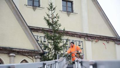 Bild: Gabi Schönberger
Das war der Christbaum, der im Vorjahr vor dem Alten Rathaus leuchtete. Die neuen Bäume für dort sowie am Neuen Rathaus und in der Fußgängerzone werden am Donnerstag erwartet.