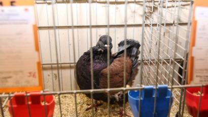 Bild: egl
1. Vereinsmeister Tauben Scherer Johann (Modena Schietti dunkel-bronzeschildiggescheckt)