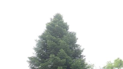 Bild: Bernhard Frank
Noch steht er in Ammerthal, der Baum, der ab Montag den Amberger Marktplatz schmücken wird.